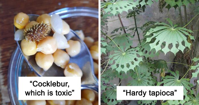 81 Weird Plants People Have Found And Asked Others To Identify Them