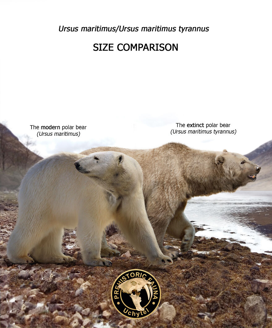 water bear size comparison