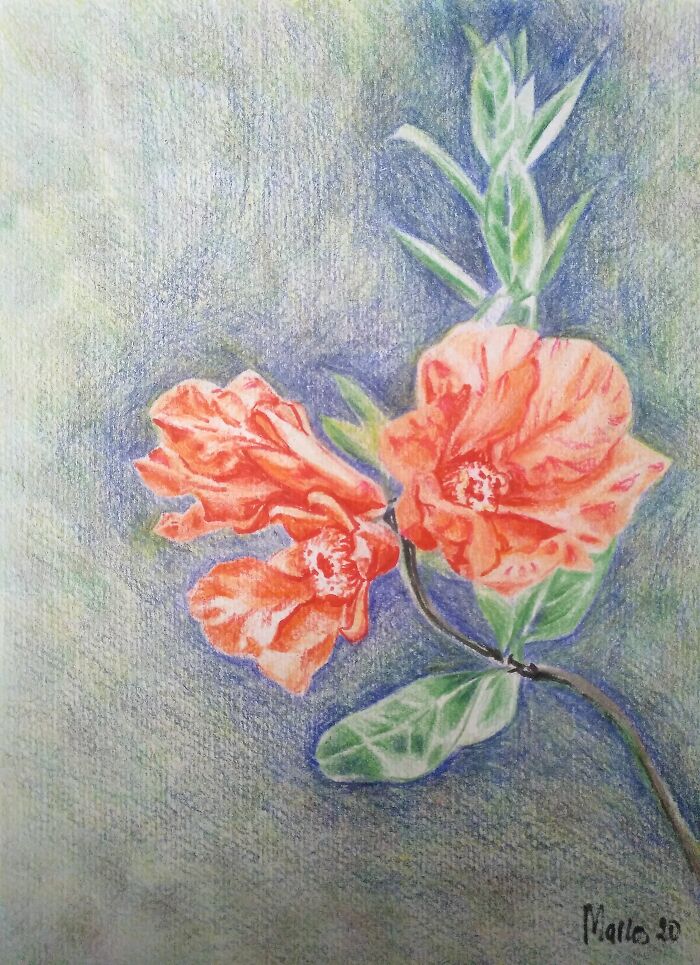 Pomegranate Blossom. Colorful Pencils