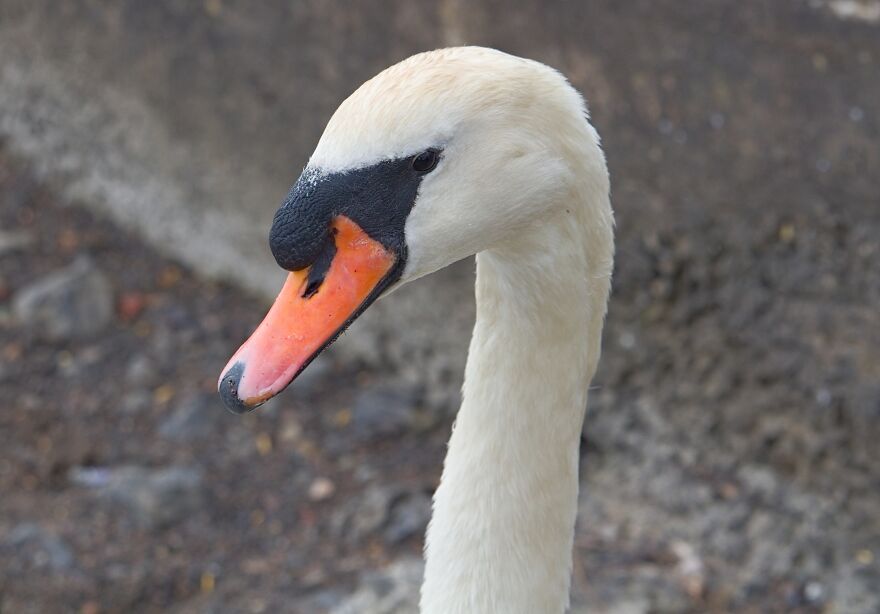 I Took Photos Of The Queen's Swans