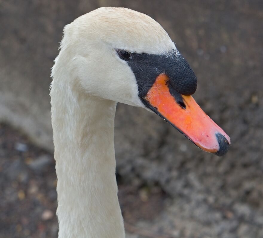 I Took Photos Of The Queen's Swans