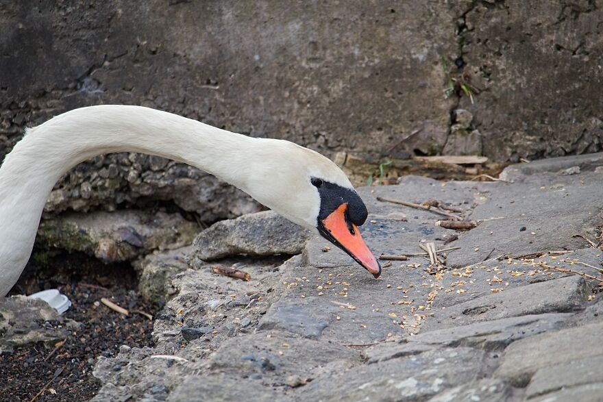 I Took Photos Of The Queen's Swans