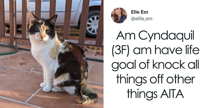 35 AITA Posts That Are Funny Because They Are Written From A Cat’s Perspective, Shared In This Twitter Thread