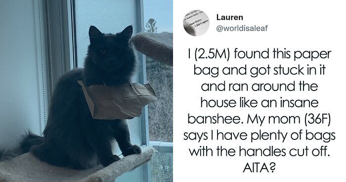 35 People Joined This Twitter Thread To Share Their AITA Story But From Their Cat’s Perspective