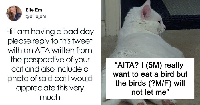 Folks On Twitter Exposed Their Cats By Writing AITA Stories From Their Pets’ Perspectives And These Are 35 Of The Best Ones