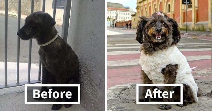 This Photographer Shows Neglected Animals Building Up Confidence Again After They Got Adopted (17 Pics)