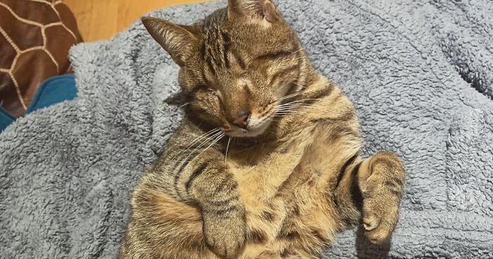 Love Is Blind: Cat From Greece Finds A Loving Home In Londoner's Home, Goes Viral On TikTok