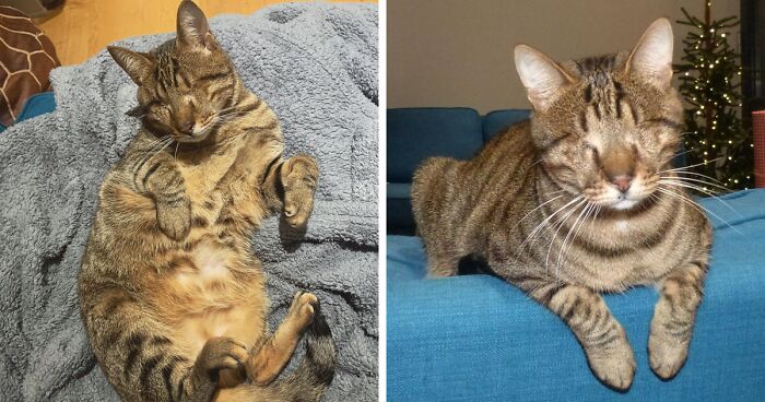 This Cat From Greece Lost His Eyes Due To An Infection, Finds A Loving Home In London And Proves That Love Is Blind