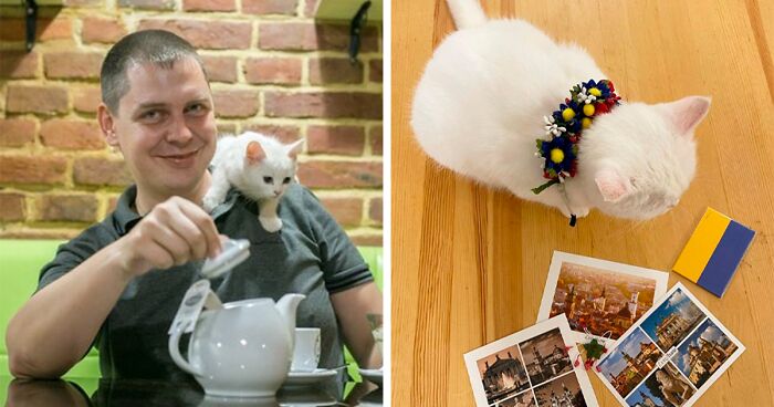  Cat Café In Ukraine With 20 Felines Is Still Working And The Owner Is Not Planning On Abandoning Them