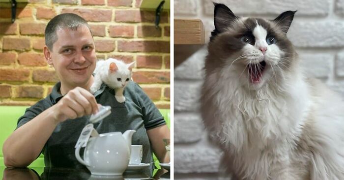 Ukrainian Cat Café Stays Open Offering Refuge And Hot Food For Migrants