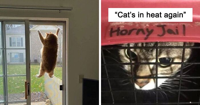 This Twitter Account Shares Cat Photos That Are Impossible To Explain, Here Are 58 Of The Funniest