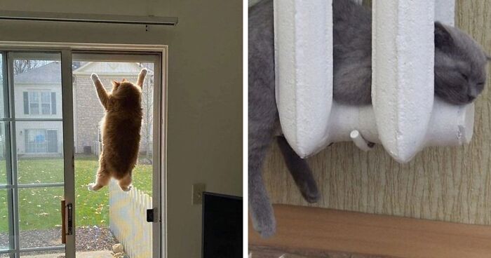 This Twitter Page Is All About Cats Being Weird Little Guys And Here Are 58 Of The Best Pics