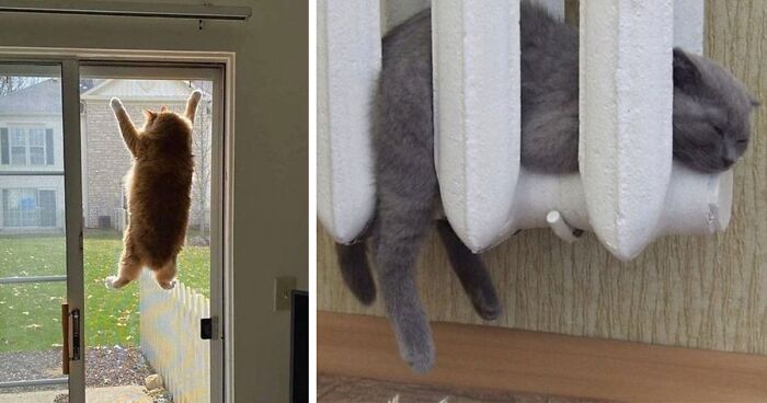 58 Of The Funniest Cat Photos Shared On This Twitter Page