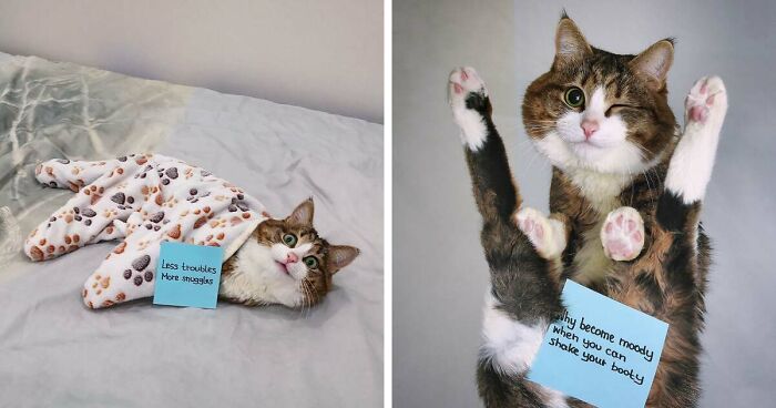 Meet Rexie, The Expressive Disabled Cat Who Gives You All The Pawsitive Messages That You Might Ever Need