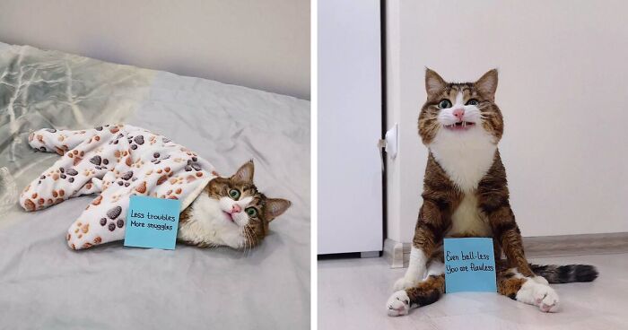 Meet Rexie, The Expressive Disabled Cat Who Gives You All The Pawsitive Messages That You Might Ever Need