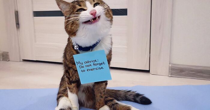 Rexie, The Feline Meowtivational Speaker: Best Affurmations And Pawsitive Messages You Might Need For Your Day