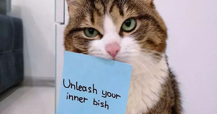 Meet Rexie, The Expressive Disabled Cat Who Gives You All The Pawsitive Messages That You Might Ever Need