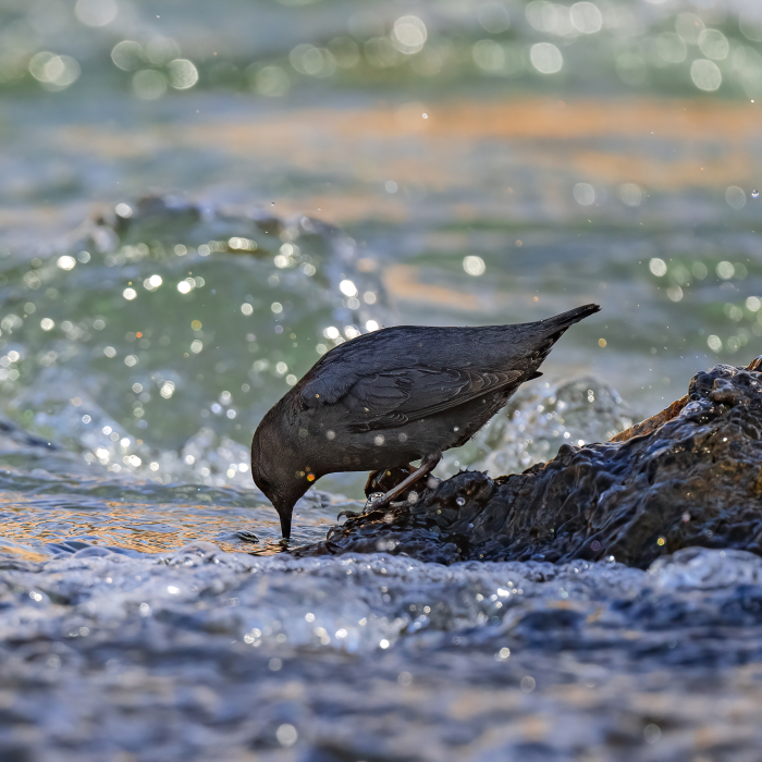 American Dippers: A Personable Little Bird You Must Know About (8 Pics)