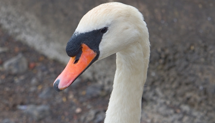 I Took Photos Of The Queen’s Swans