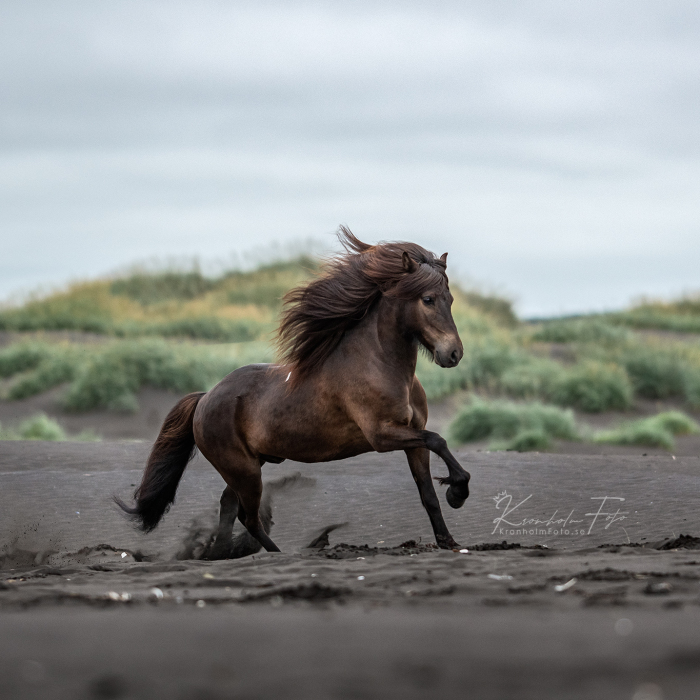 I Took Photos Of Icelandic Horses (6 Pics)