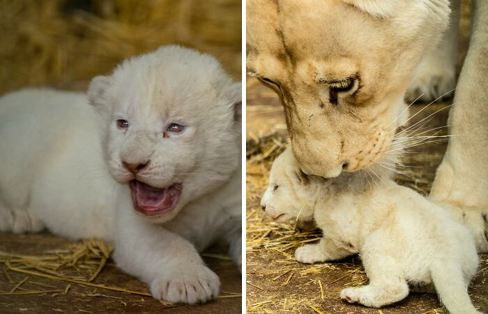 Rare White Lion Cubs Born At Skopje Zoo (11 Pics)