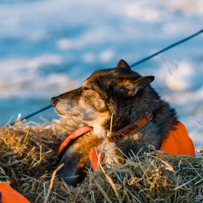 Here Are Some Photos Showing Happy Doggos And Mushers At This Year’s Iditarod (12 Pics)