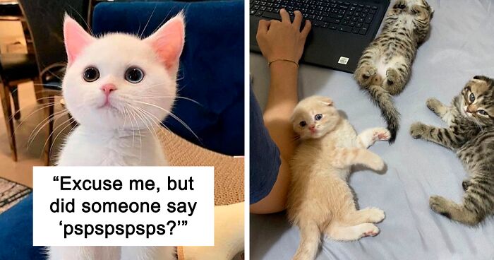 130 Cute Cat Pictures To Make You Feel Warm Inside