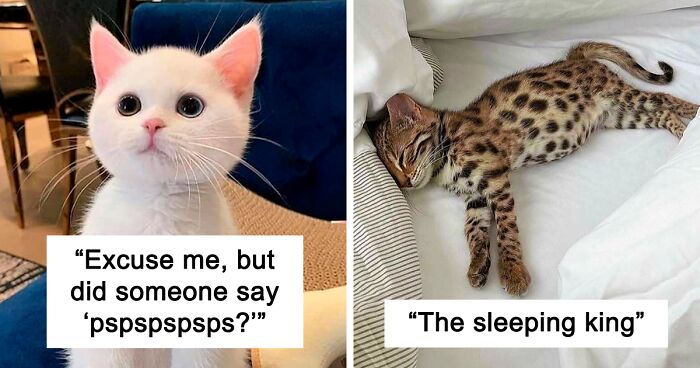 130 Photos Of Cute Cats To Prove Why They Secretly Rule The World