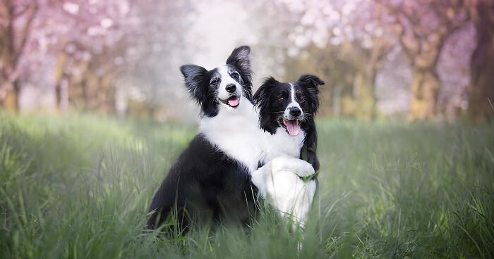 I Love Capturing The Joyful Souls Of Dogs Through My Photography (62 Pics)