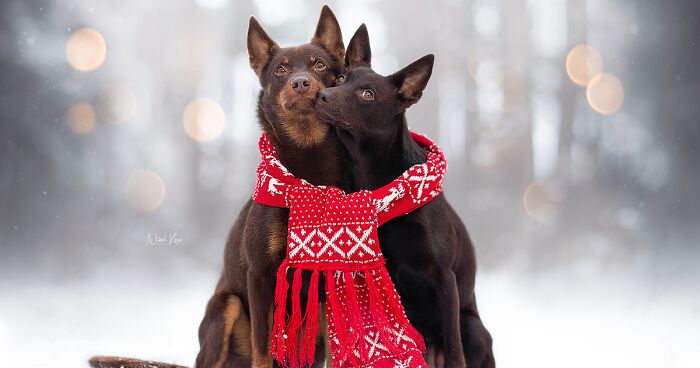 I Love Capturing The Joyful Souls Of Dogs Through My Photography (62 Pics)