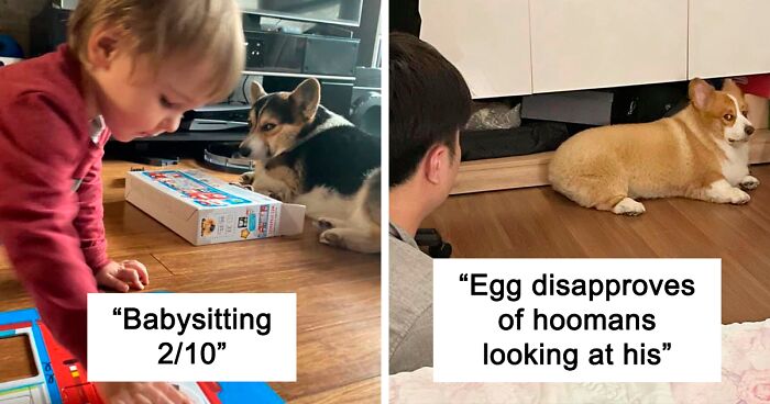 There’s A Facebook Group Dedicated To Pics Of Disapproving Corgis And Here Are 40 Of The Best Ones (New Pics)