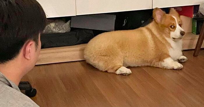 There’s A Facebook Group Dedicated To Pics Of Disapproving Corgis And Here Are 40 Of The Best Ones (New Pics)