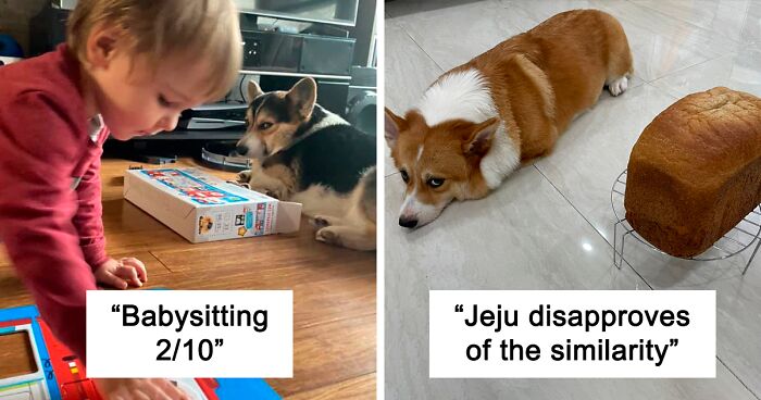 There’s A Facebook Group Dedicated To Pics Of Disapproving Corgis And Here Are 40 Of The Best Ones (New Pics)