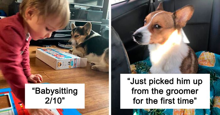 There’s A Facebook Group Dedicated To Pics Of Disapproving Corgis And Here Are 40 Of The Best Ones (New Pics)