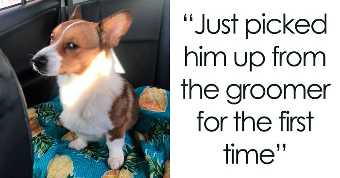 There’s A Facebook Group Dedicated To Pics Of Disapproving Corgis And Here Are 40 Of The Best Ones (New Pics)