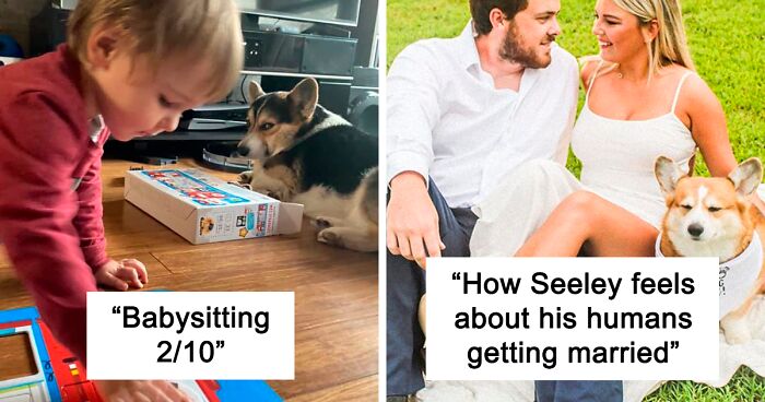 There’s A Facebook Group Dedicated To Pics Of Disapproving Corgis And Here Are 40 Of The Best Ones (New Pics)