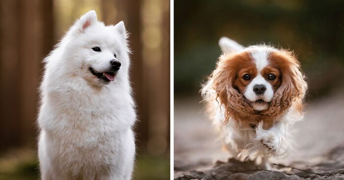 Dog Photography: 15 Pics I’ve Taken During Golden Hour