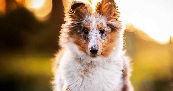 15 Dog Pictures I’ve Captured During Golden Hour