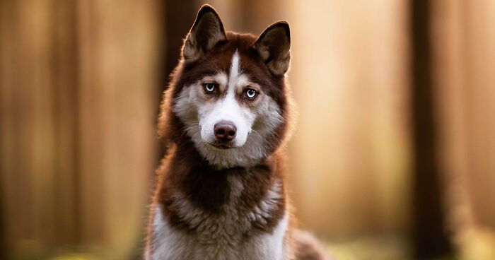 I Photograph Dogs During Golden Hour, And Here Are My 15 Favorite Pics