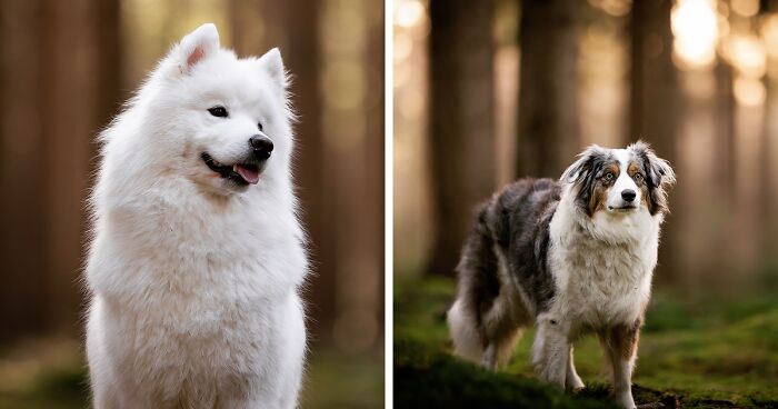 I Photograph Dogs During Golden Hour (15 Pics)