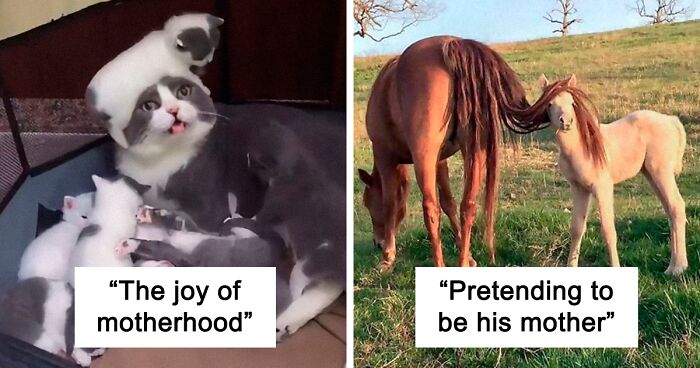 121 Adorable And Funny Animal Parenting Pics That Will Probably Make You Say 