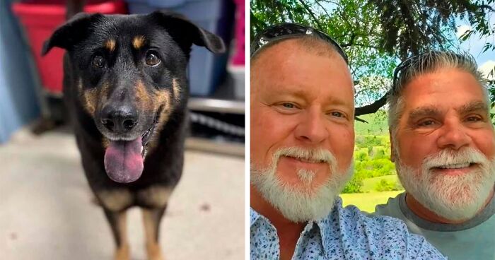 Owner Gets Rid Of Dog Because They Believed He Was Gay For Humping Another Male Dog, This Gay Couple Welcomes Him To Their Home