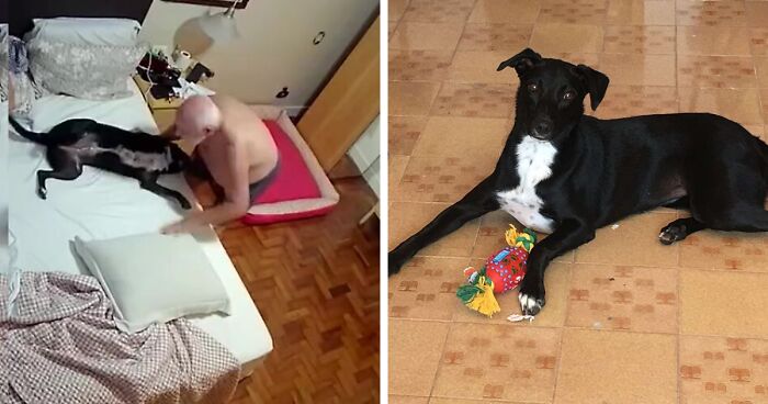 Home Camera Caught This Owner And Dog's Adorable Nighttime Routine, And The Video Of It Went Viral