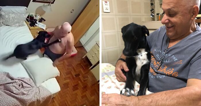 Home Camera Caught This Owner And Dog's Adorable Nighttime Routine, And The Video Stole People’s Hearts