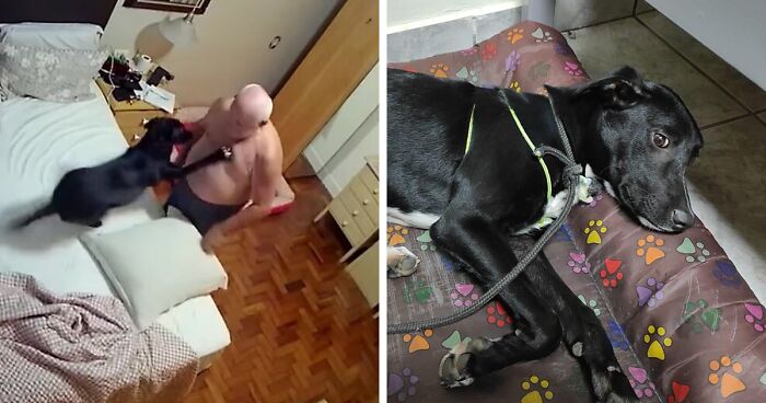 Home Camera Caught This Owner And Dog's Adorable Nighttime Routine, And The Video Of It Went Viral