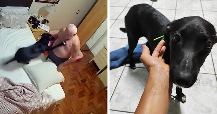 Home Camera Caught This Owner And Dog's Adorable Nighttime Routine, And The Video Of It Went Viral