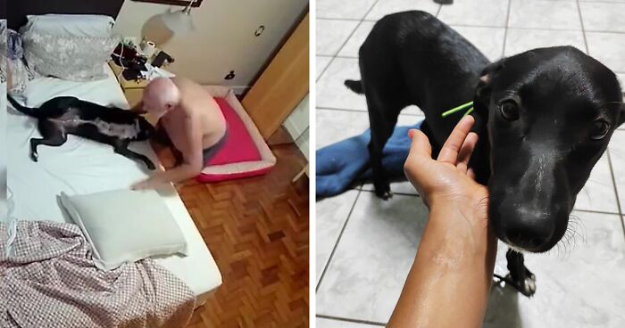 Home Camera Caught This Owner And Dog's Adorable Nighttime Routine