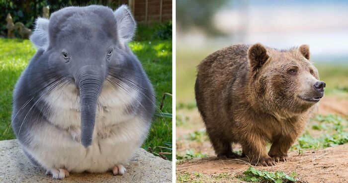 40 Unexpected Animal Hybrids From This Online Group That Would Be Hilarious In Real Life