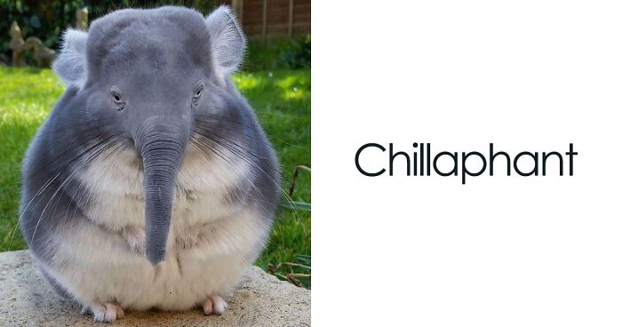 Members Of Online Group Create The Stupidest Animal Hybrids, And Here Are 40 Result Pics