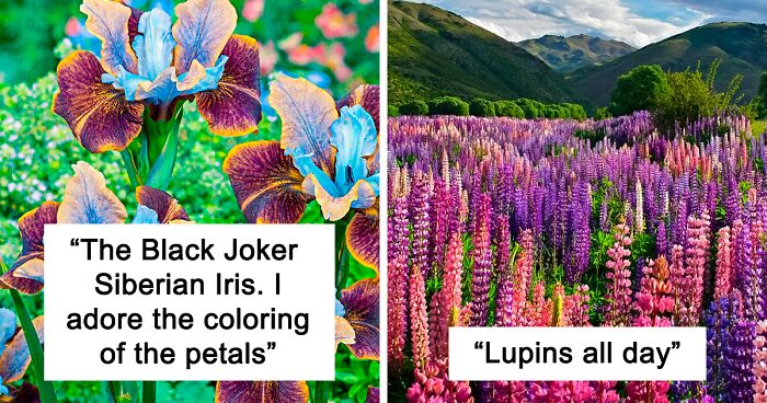 Person Wonders Why Nobody Asks Men What Their Favorite Flowers Are, So This Twitter User Did And Got 35 Colorful Answers